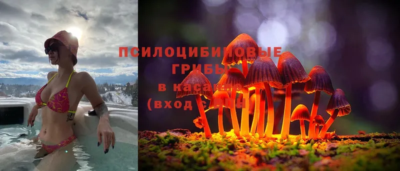 KRAKEN ссылка  Верхний Уфалей  Галлюциногенные грибы Magic Shrooms 